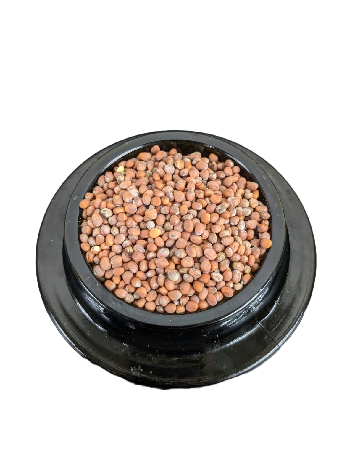 S - Radish Daikon - ORGANIC SEEDS