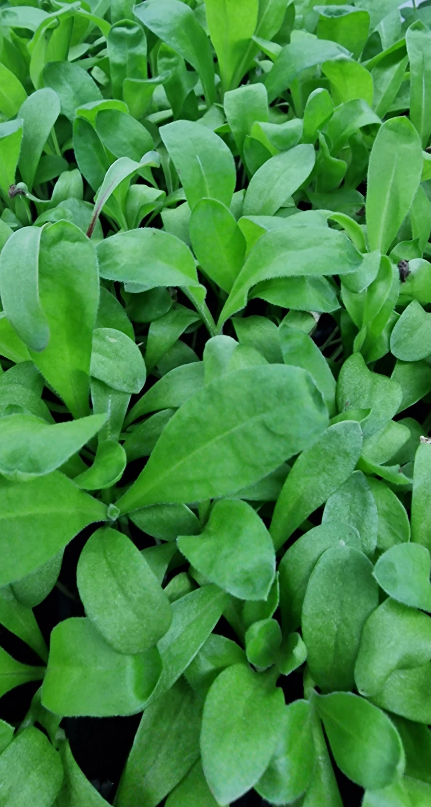 Calendula Sunshine - Fresh