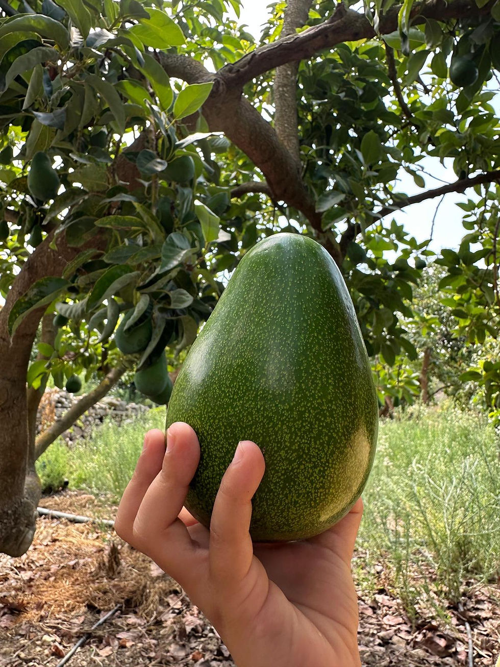 Küçük resim: Clifton Erkenci Avokado 1Adet ( 250 Gram Üstü )