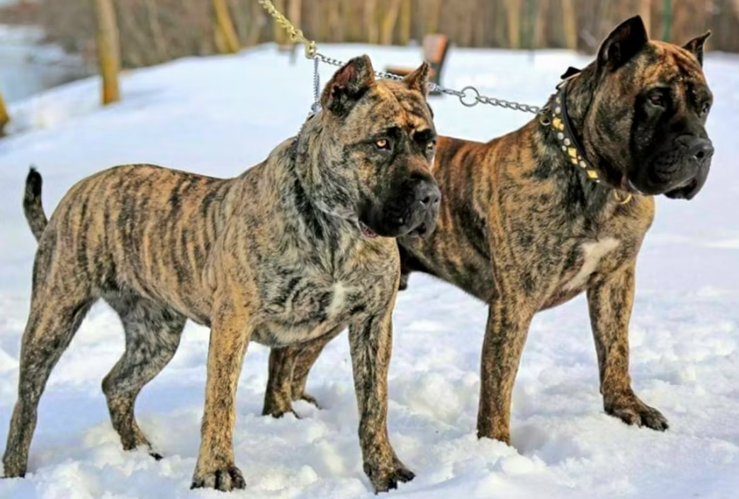 Presa Canario