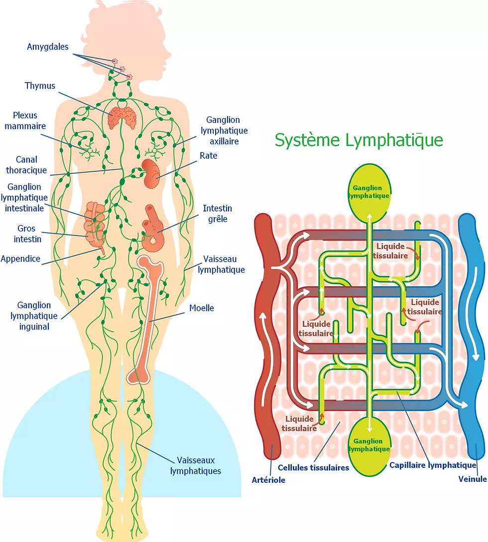 👩‍⚕️ Pensez à la réflexologie plantaire pour un drainage lymphatique en douceur 👩‍⚕️
