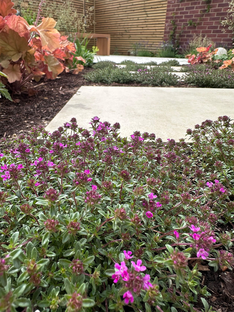 Thyme planting in thepathway