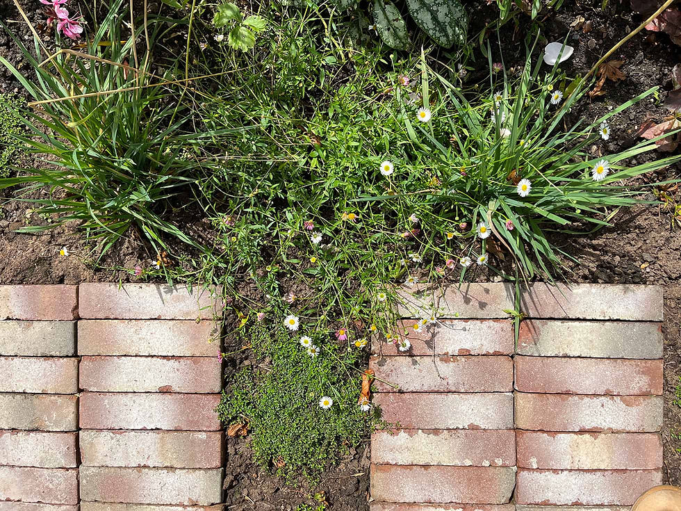 Thyme between the path
