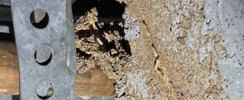 Termites in Crawl Space