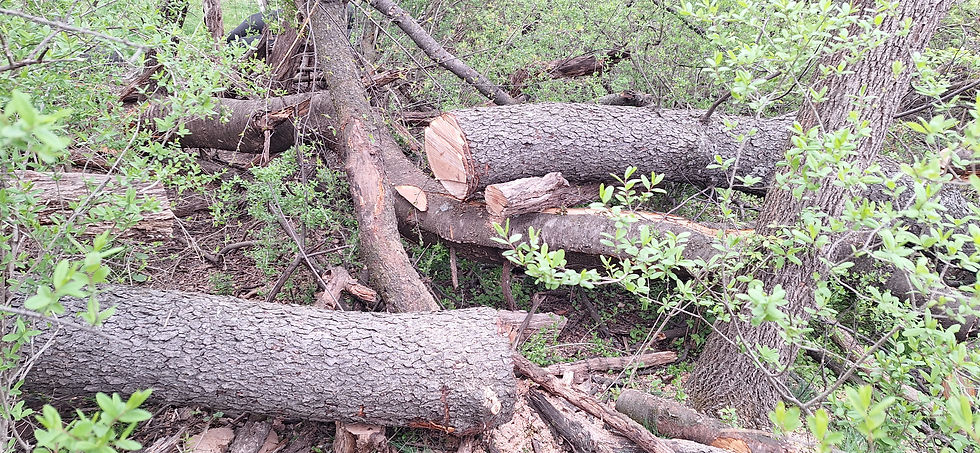 Land Clearing Services in Delaware: Clearing Overgrown Property Across the First State