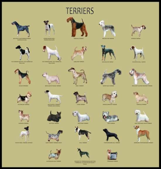 Terries