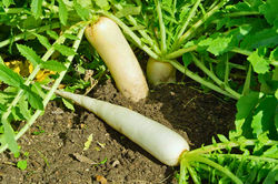 Table Setting by Window