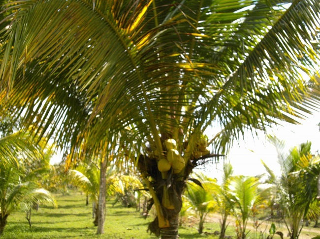 SPR coconut trail welcome