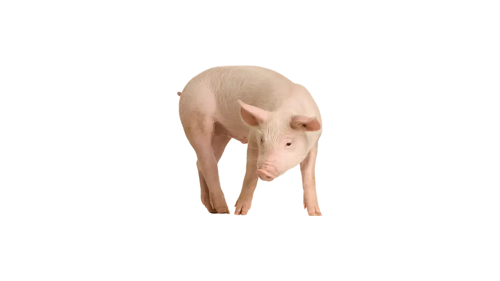 pig-transparent-_1_.webp