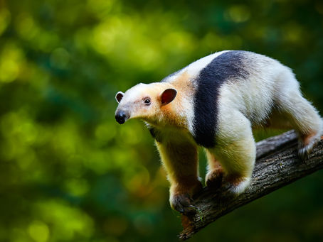 Guardians of the Wild: Preserving Our Planet's Wildlife