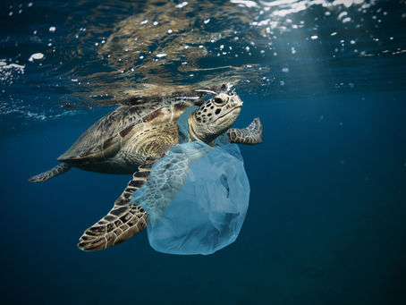 Breaking Up with Single-Use Plastics: A Path to a Cleaner Future