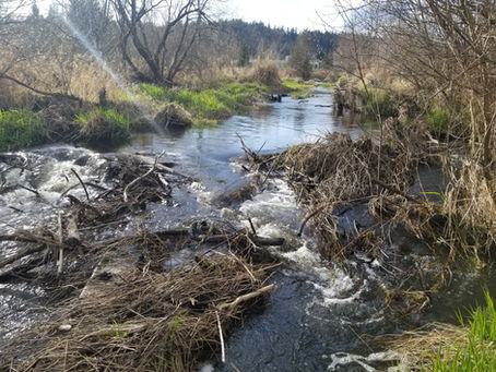 Spring Beaver Damage | Seattle/King County | Trapping & Nuisance Management
