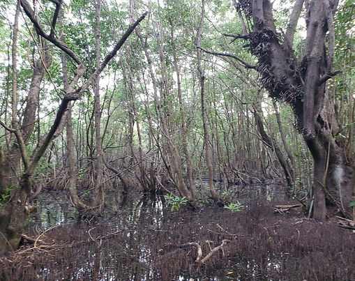 Understanding Grenada’s mangroves: Zonation, plasticity, and the potential for restoration