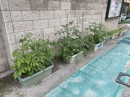 ≪夏野菜の栽培(5)≫