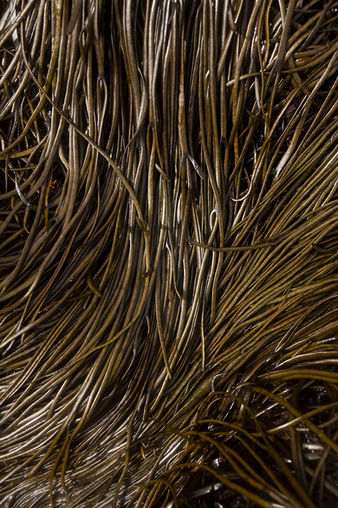 Photographie culinaire, still life, gros plan, macro de spaghetti de mer, algues.