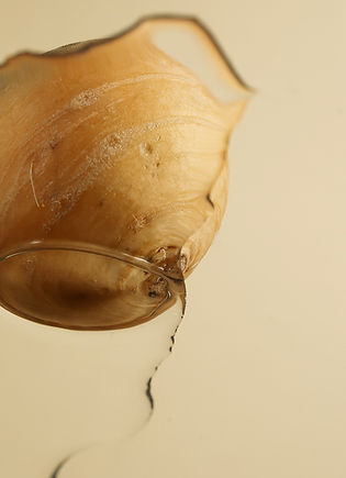 Photographie de nature morte de navet boule d'or, sur fond photo beige, à Nantes