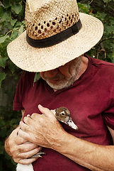 Robert et un jeune canard.