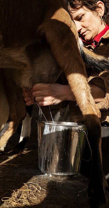 Photographie reportage d'une eleveuse de la ferme de l, sur le quai de traite, en ille et vilaine, agricultrice en bio. reine des prés, pendant la traite a la main des chevres.