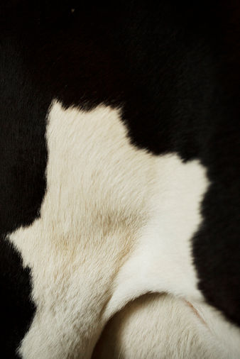 Photographie de detail, macro, de la robe, pelage d'une vache de race pie noir bretonne, à la ferme de Logodec, en Bretagne, près de Vannes, dans le Morbihan.