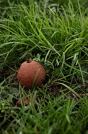 Au pieds d'un arbre, une poire trop mûre. Chez Eric Bordelet, sydriculteur entre la Normandie et le Maine.