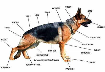 German Shepherd Body Parts