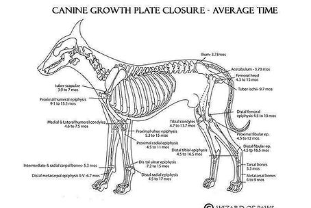 Canine Growth Plate Closure
