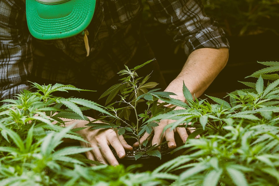 Person in plaid shirt and green cap tending to cannabis plants in pots. Green leaves dominate the image, creating a serene mood.