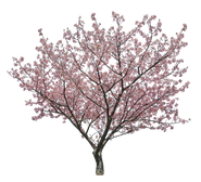 sa187カワヅザクラ_Japanese-cherry.png