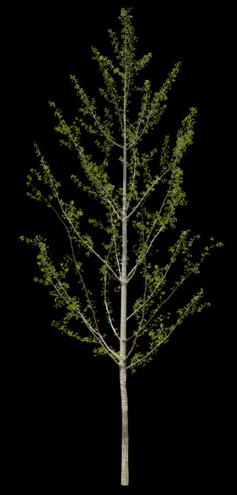T2 087 イチョウ Ginkgo Png