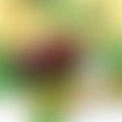 Pandu Pandu Berkhemah Autoweek Mitsubishi Xpander