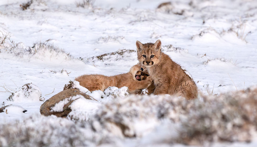 PIA_5499_puma_cachorros_raya_24_junio_2025
