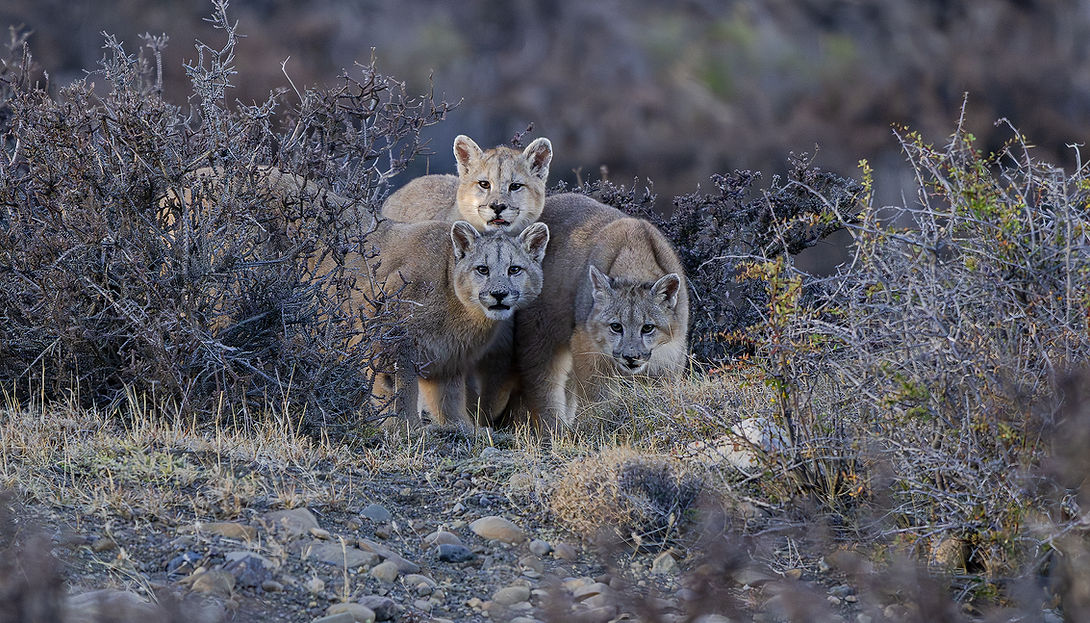 PIA_2448_puma_cachorros _sarabi_junio_2025.jpg