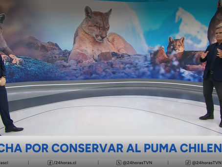 Nota 24hrs — "La lucha por conservar al puma chileno"