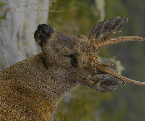 HUEMUL_edited_edited_edited.jpg