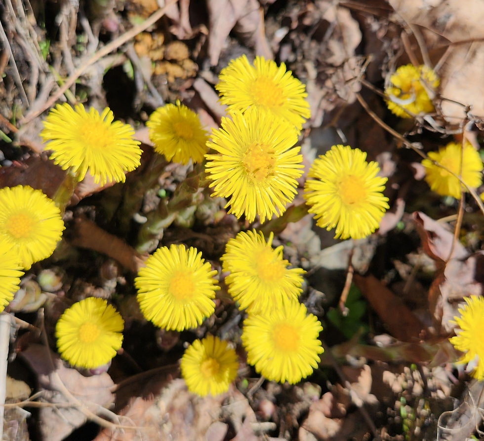 Coltsfoot--Always the first to bloom here