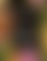 "Violeta" | Reviewed by Pat Sainz