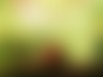 "Shelterwood" | Reviewed by Pat Sainz