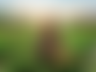 The International Year of the Woman Farmer