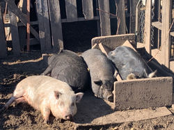 Sunbathing Piggies