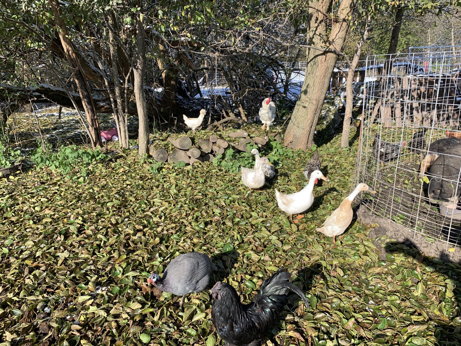 Our Ducks in a row