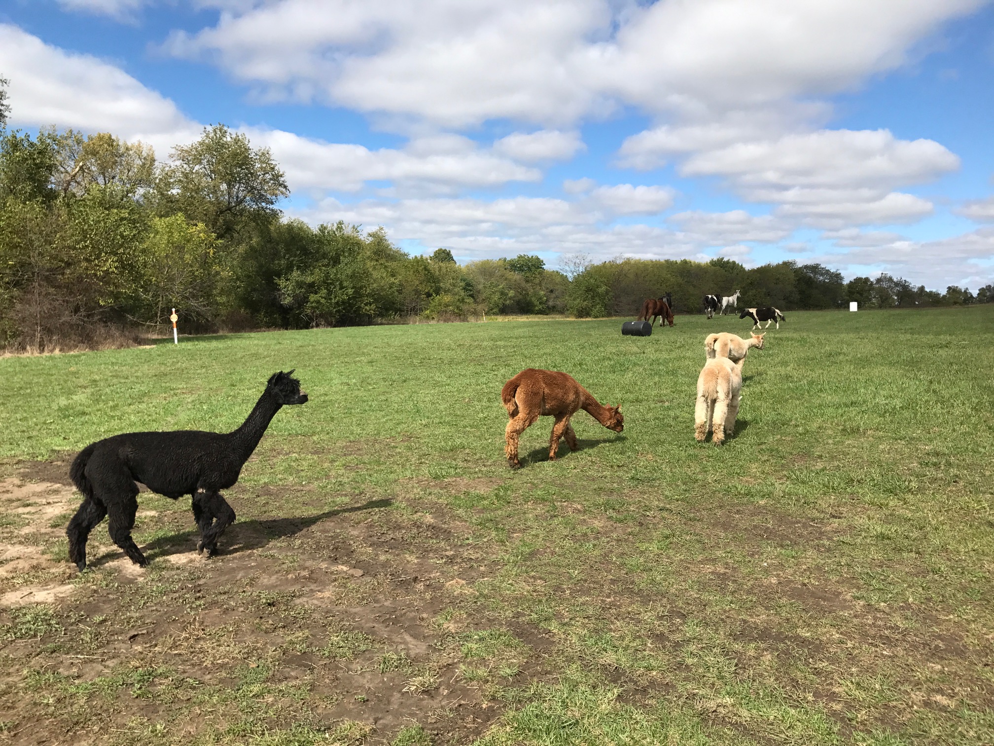 Pasture Time