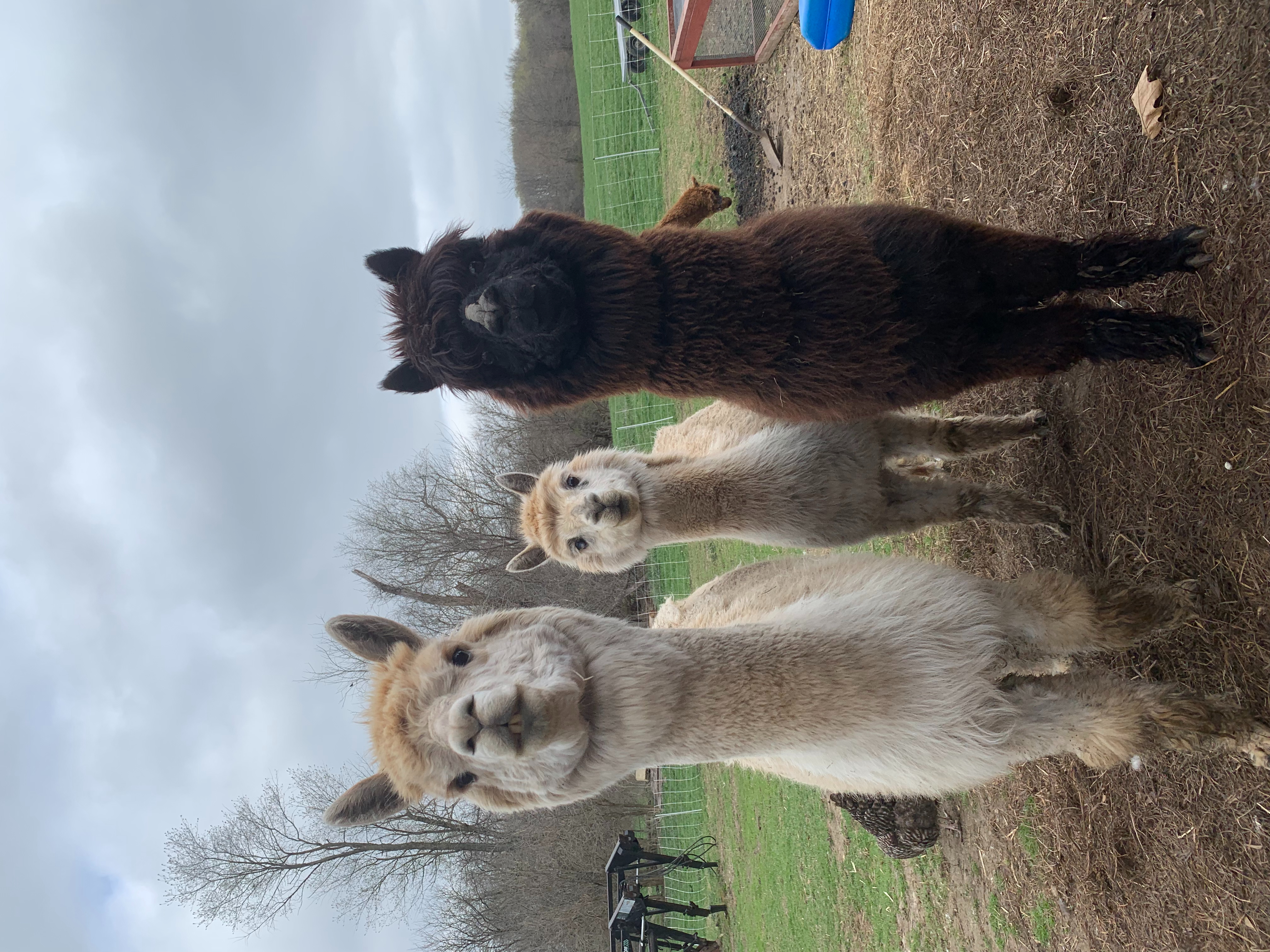 Cassandra, Cassidy and Sheba
