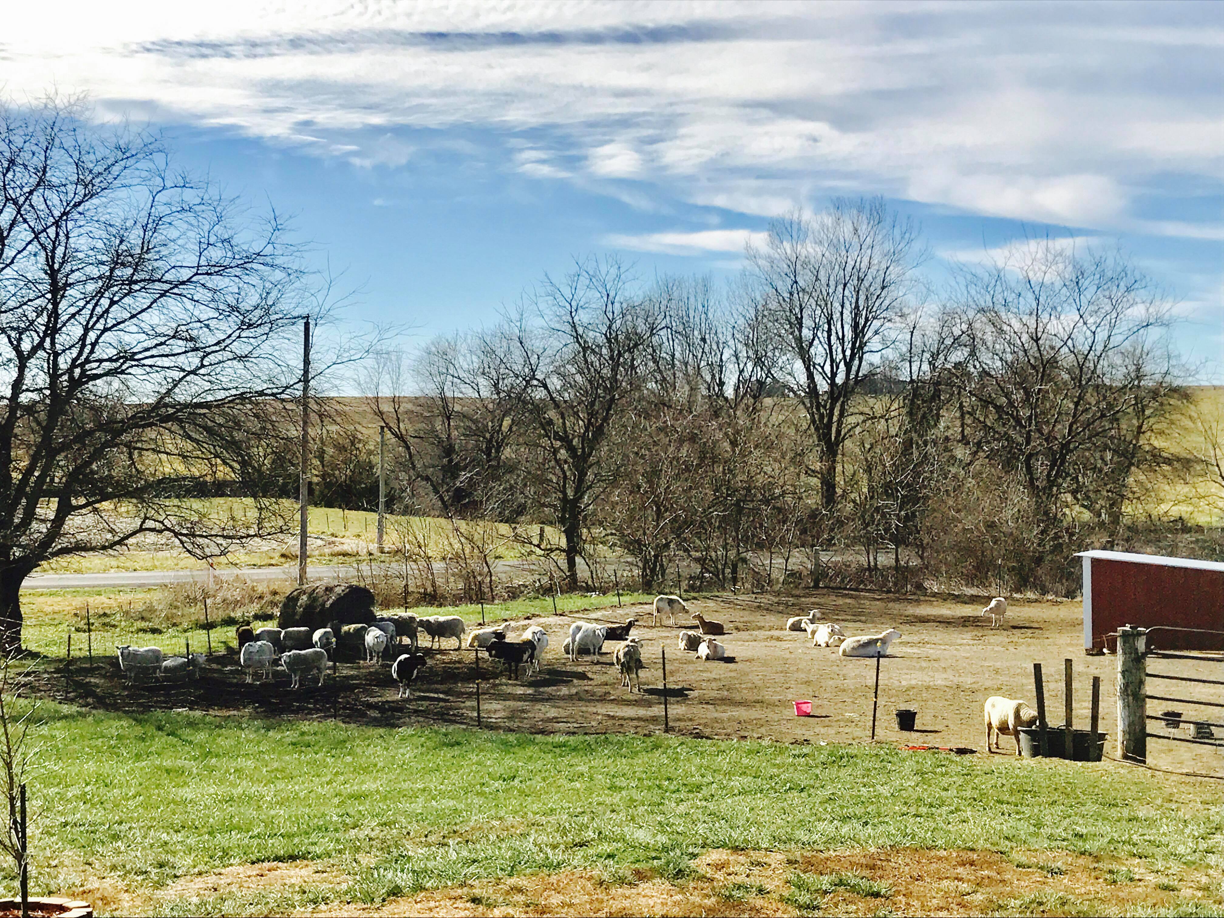 Sheep Herd