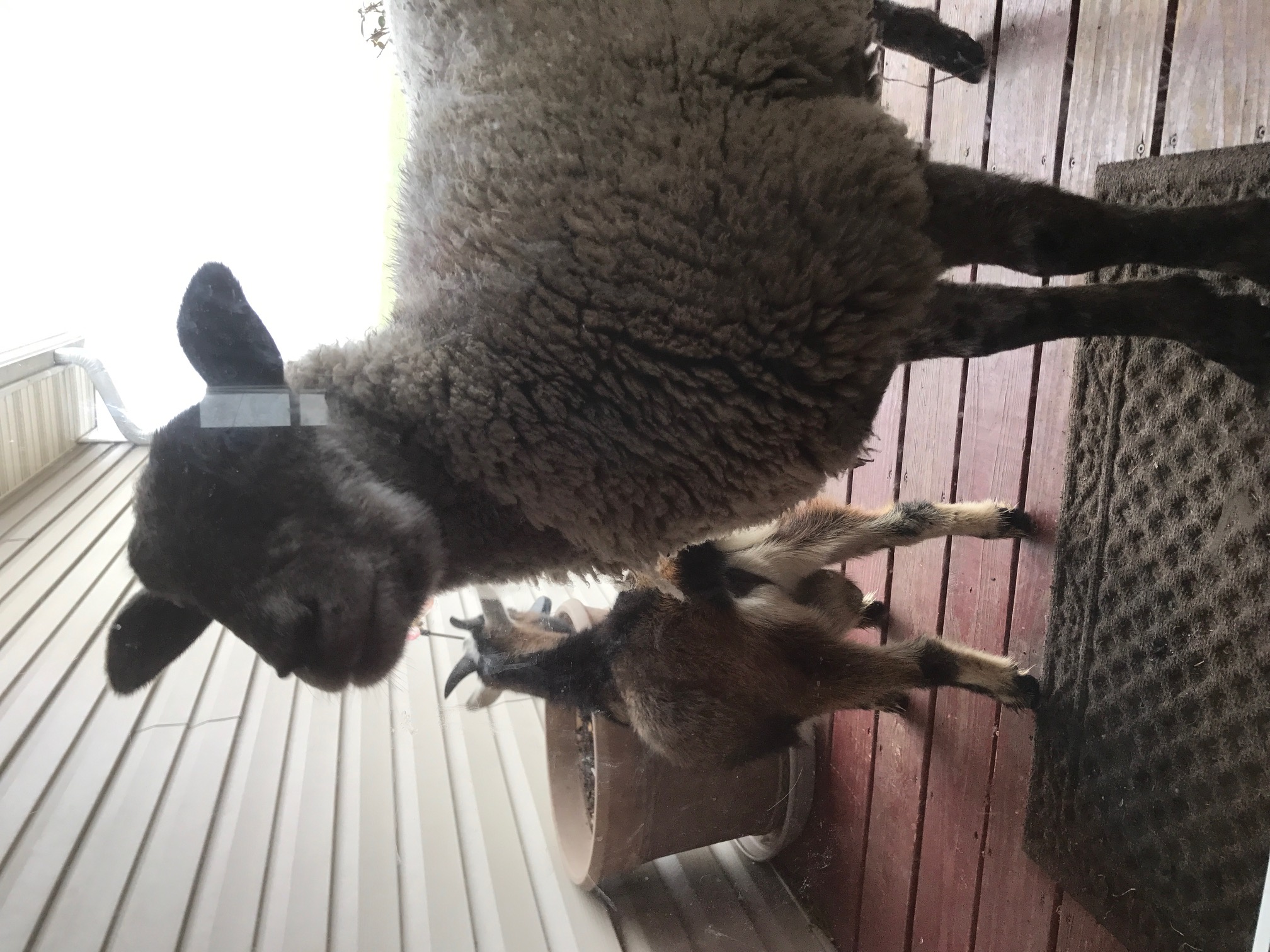 Can we PLEASE come in?
