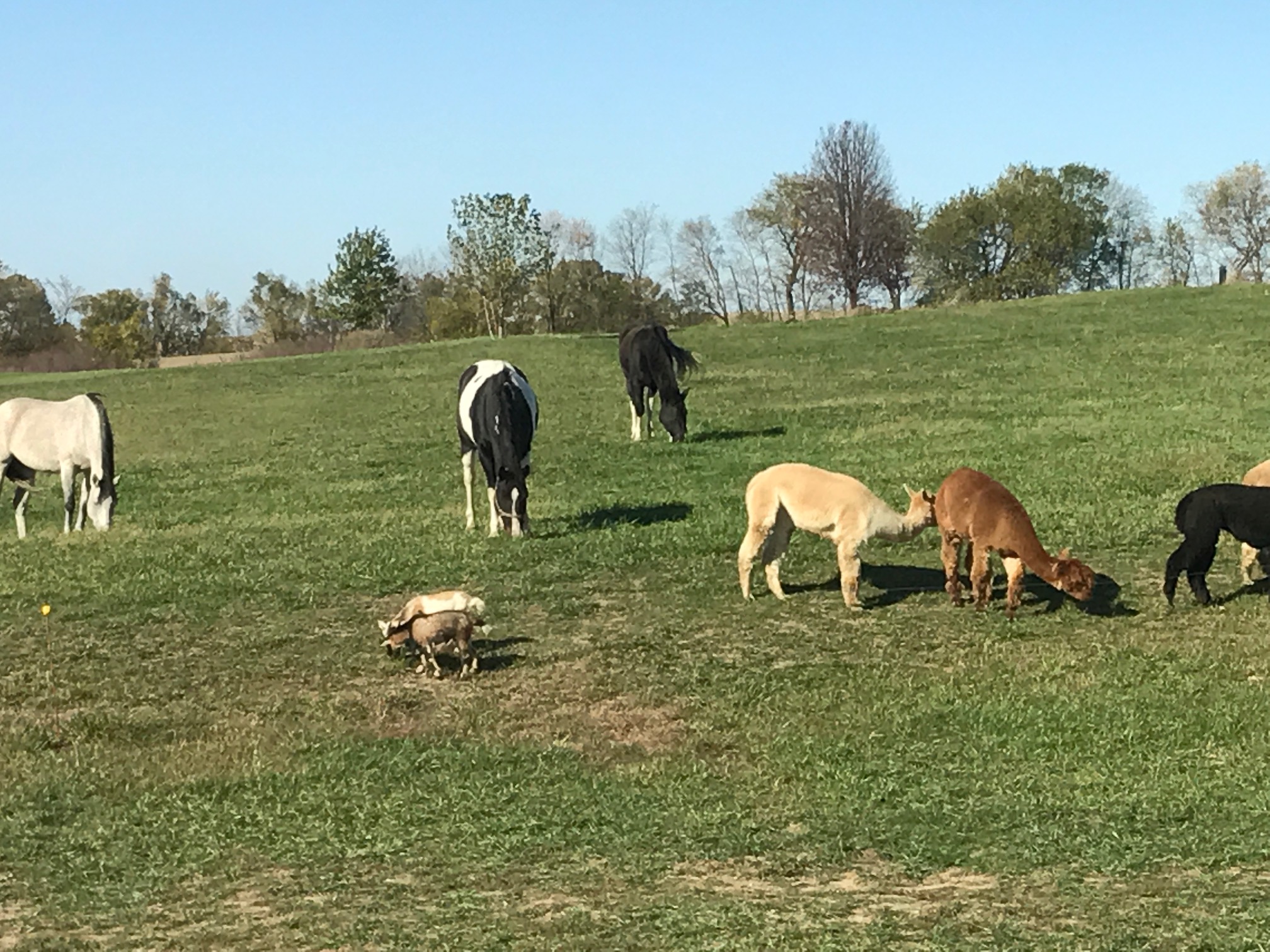 Pasture Time