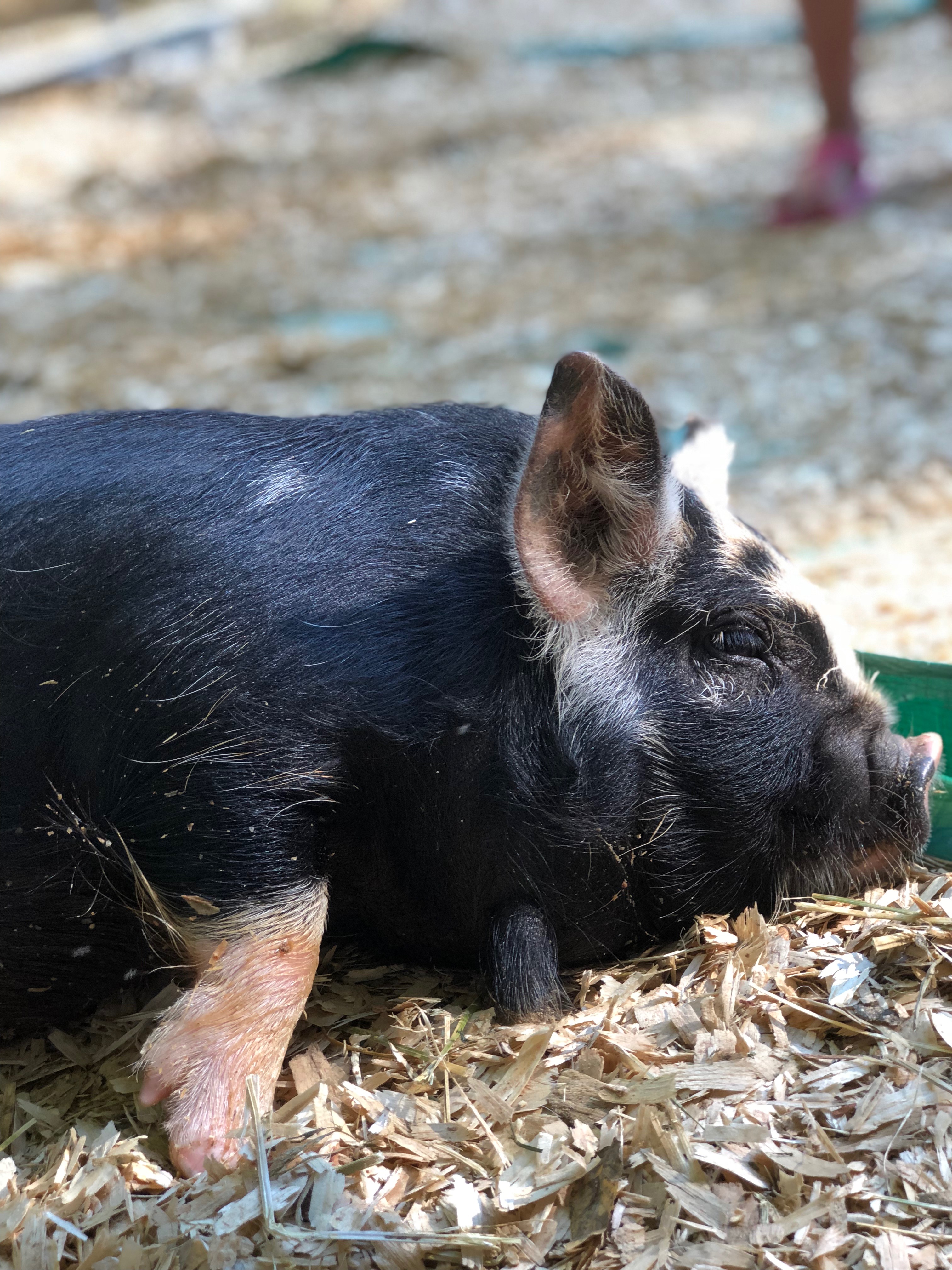 Piper the Pig