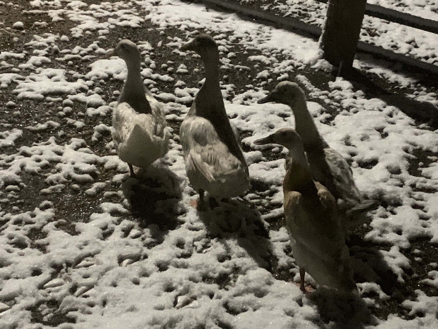 Oct. 2019 Snow