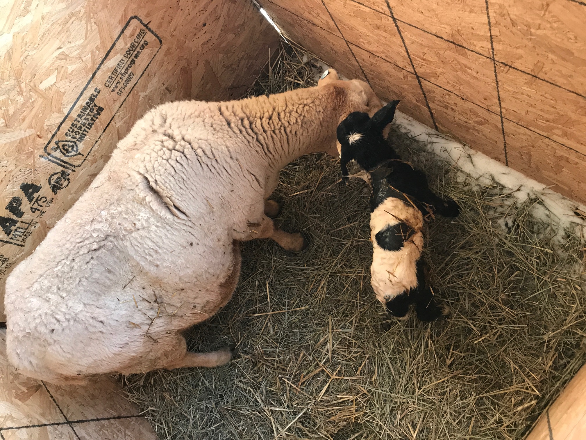 Lambie