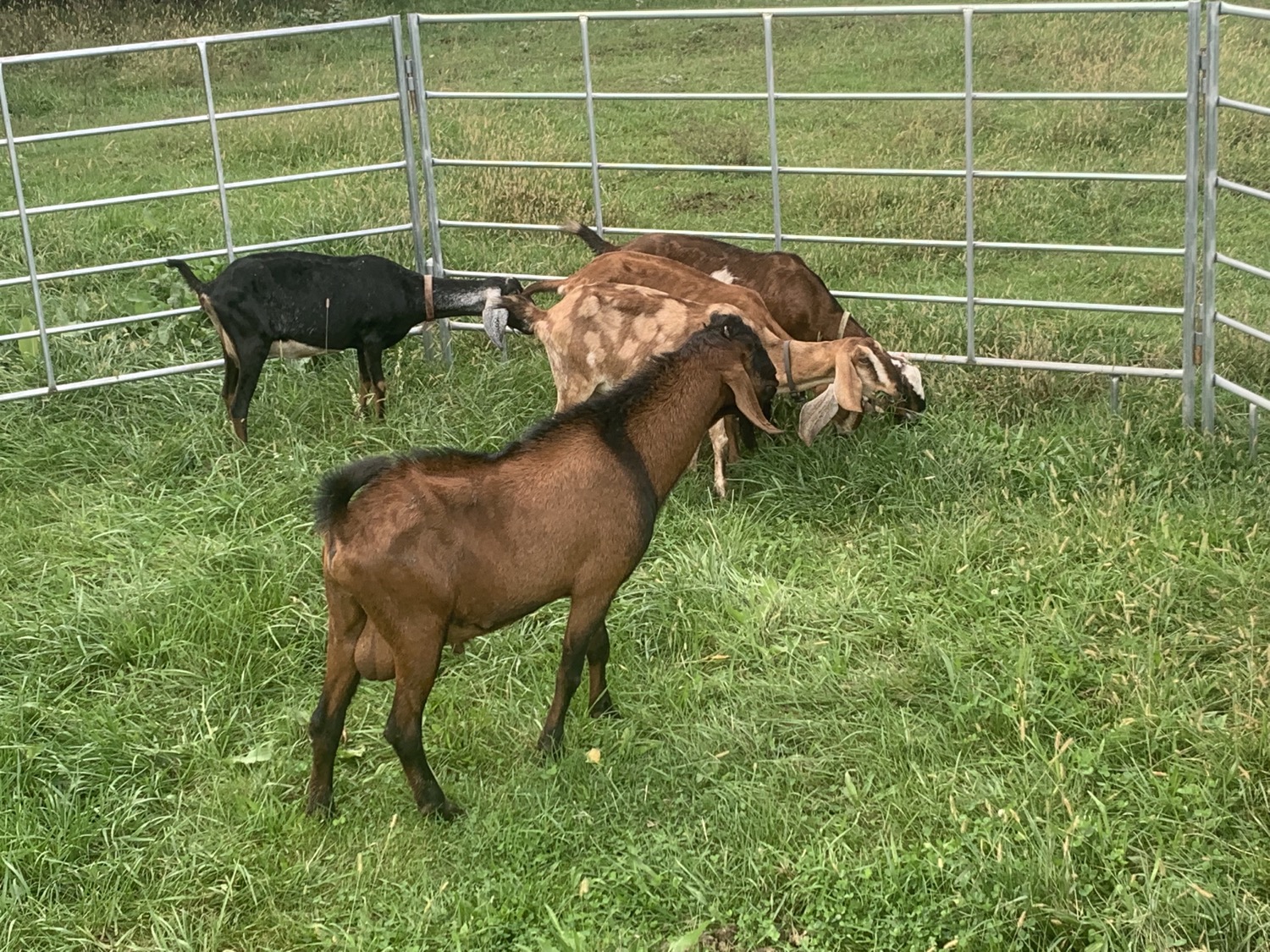 Nubians herd
