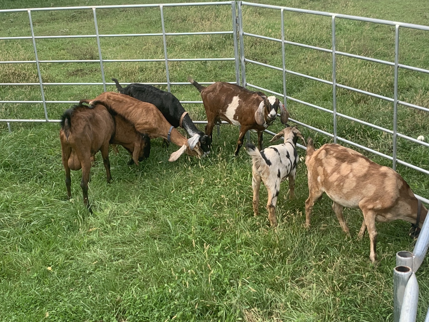 Nubian Herd